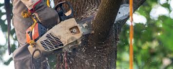 Best Tree Preservation Services  in Mount Airy, NC