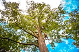 Lawn Renovation and Restoration in Mount Airy, NC