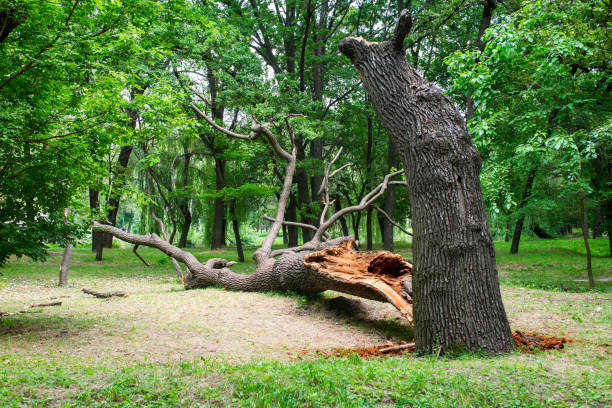 How Our Tree Care Process Works  in  Mount Airy, NC