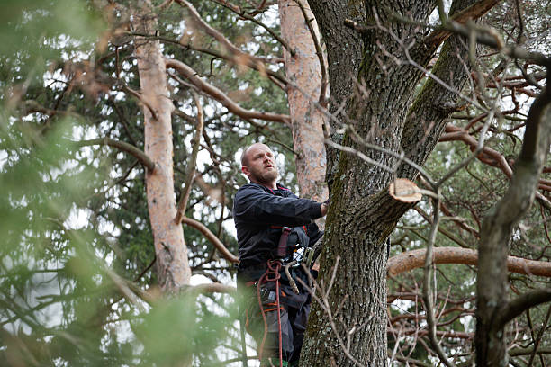 Professional Tree Removal Services in Mount Airy, NC