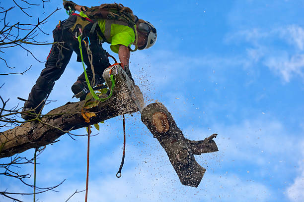 Best Weed Control  in Mount Airy, NC